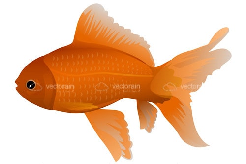 Illustrated Goldfish
